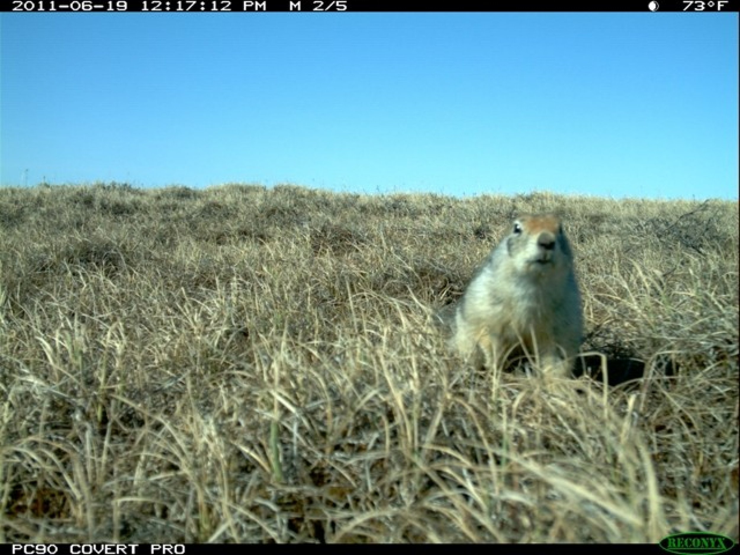 Near the Ikpikpuk River, the most common nest predators are arctic ground squirrels like this one caught by the camera.
