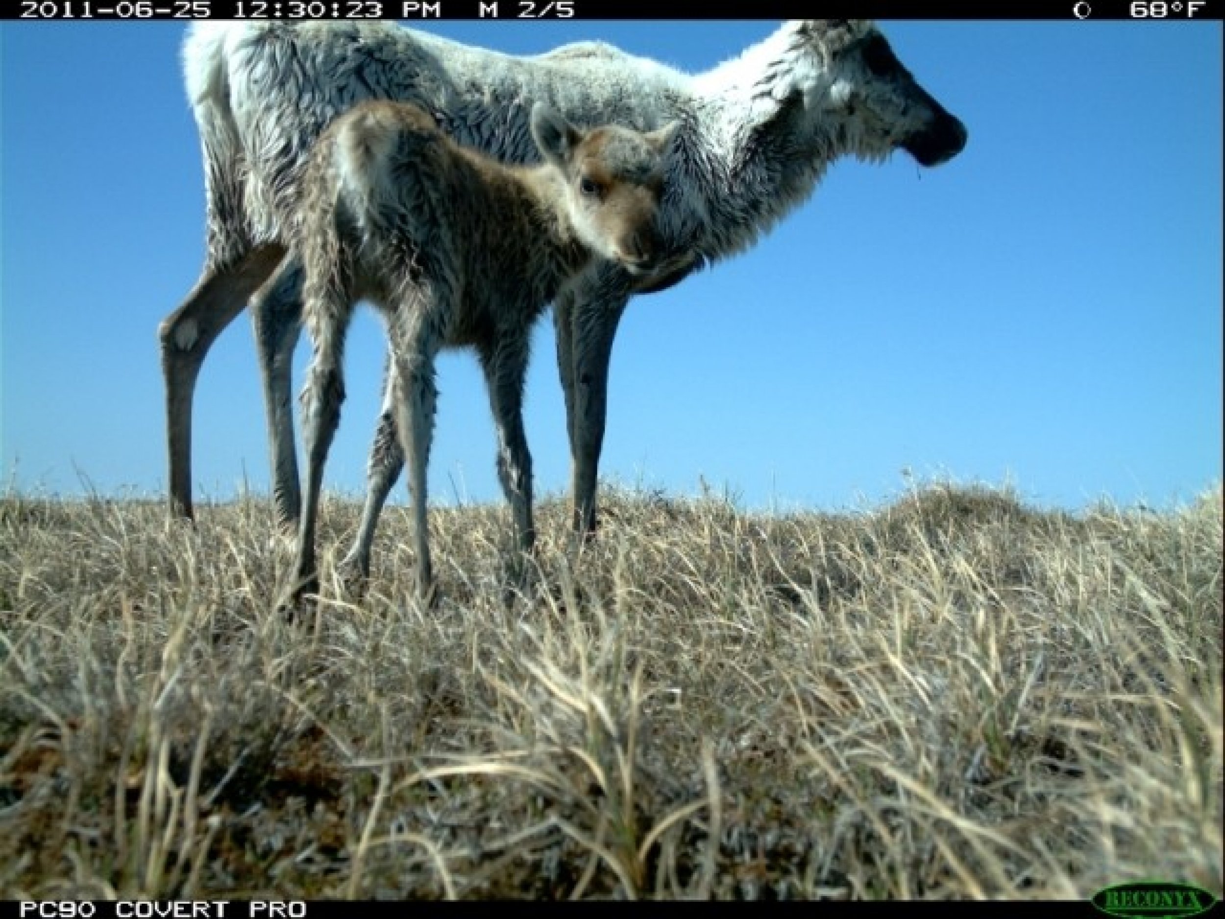 Sometimes, the camera inadvertently captures images of other wildlife in the area including this caribou mother and calf. 
