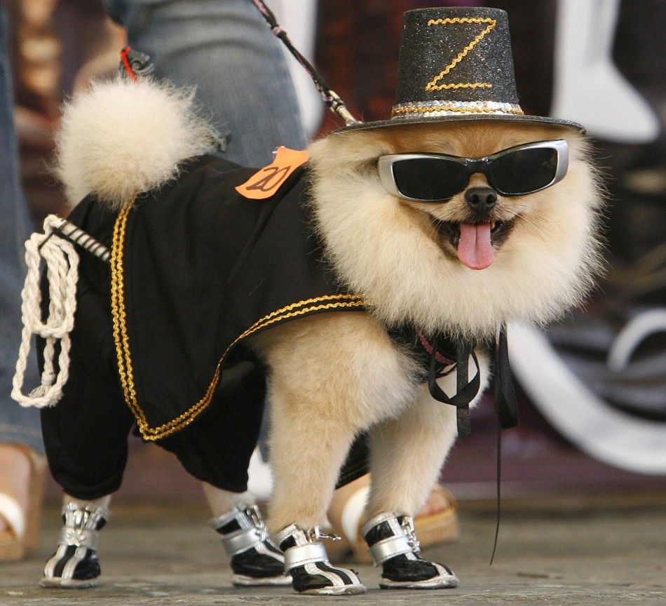 A Pomeranian dressed as quotZorroquot, the Spanish masked swordsman in the movie quotThe Mask of Zorroquot, models its costume during a Halloween fund-raising event in Quezon City