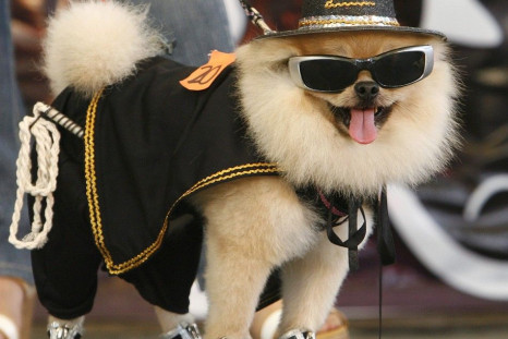 A Pomeranian dressed as &quot;Zorro&quot;, the Spanish masked swordsman in the movie &quot;The Mask of Zorro&quot;, models its costume during a Halloween fund-raising event in Quezon City
