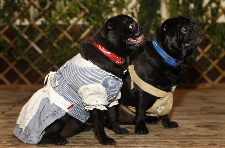Pug dogs in traditional Bavarian dresses pictured during pug dog meeting in Munich