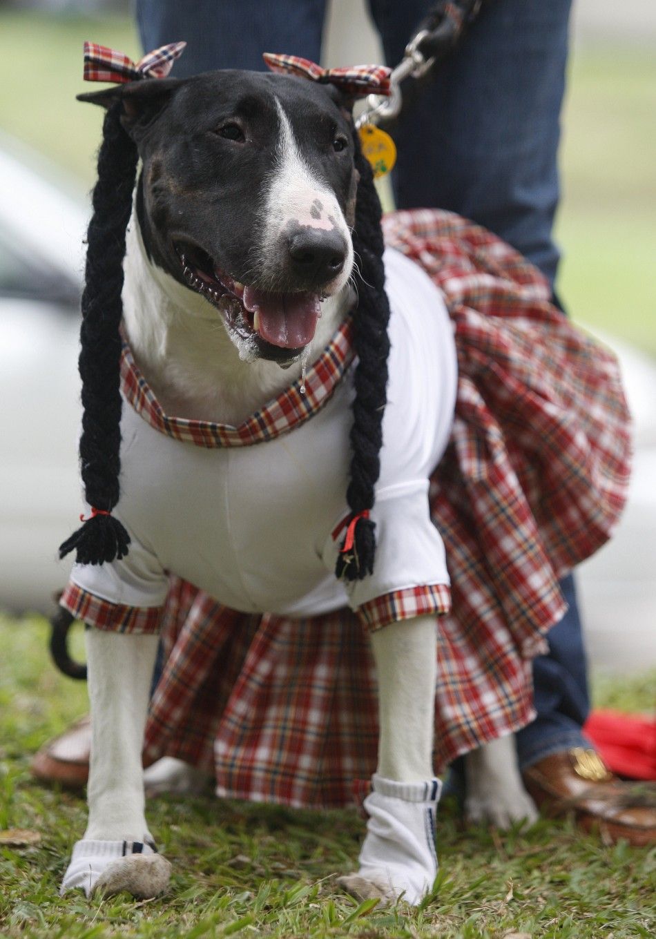 A dog dressed as woman participates in the Family Pet Festival in Cali