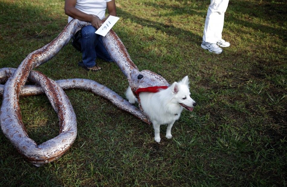 Powder prepares to participate in the annual Halloween dog parade at Belle Meade neighborhood in Miami