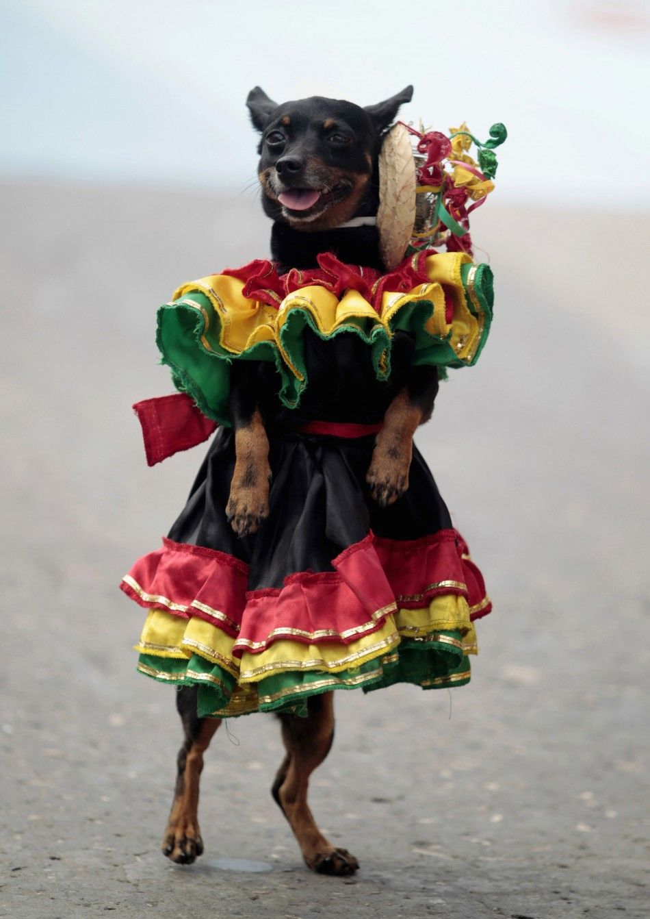 A dog dressed as a Cumbia dancer performs during a parade at the Barranquillas carnival in Colombia