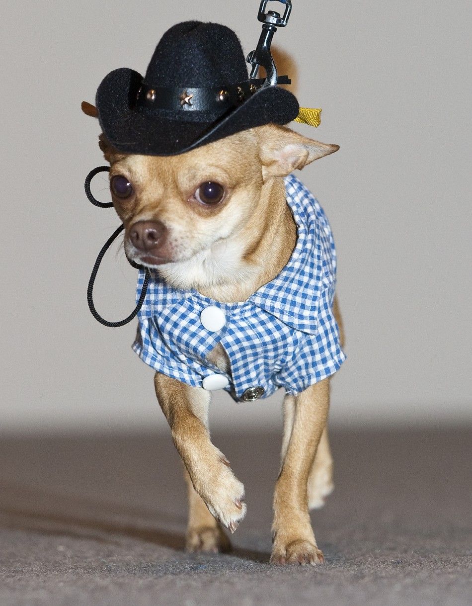 A Chihuahua in a cowboy dress walks on catwalk during a dog fashion show at the Animalia pet fair in St.Gallen