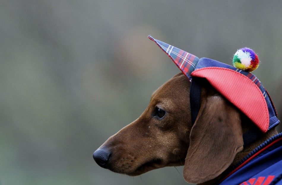 A dachshund wearing a costume is seen during a dog exhibition dedicated to the New Year holiday in Rostov-on-Don