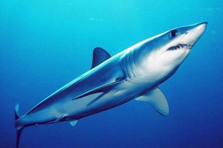 Shortfin Mako