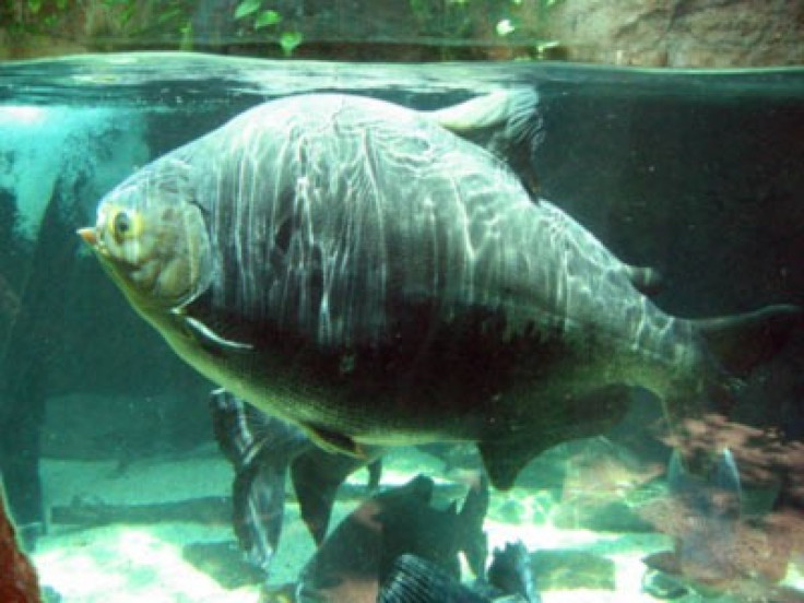 Pacu Fish