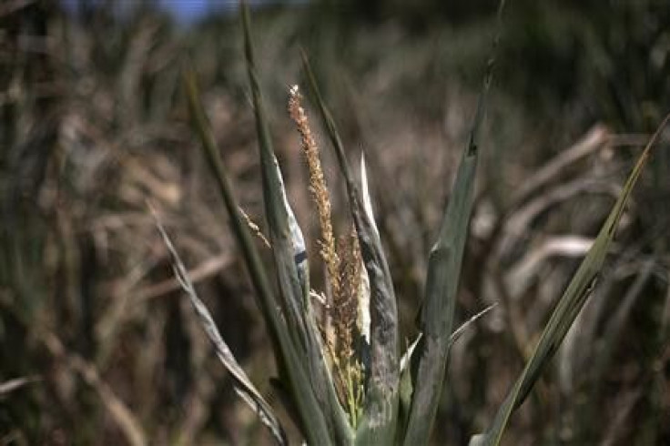Damaged corn stock, U.S. corn drought.