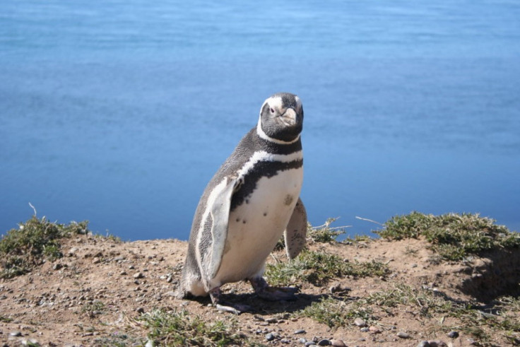 Magellanic penguin