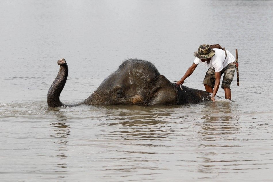 A mahout stands on an elephant in a flooded area of Thailands Ayutthaya province, October 13, 2011.