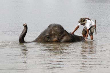 A mahout stands on an elephant in a flooded area of Thailand's Ayutthaya province, October 13, 2011.