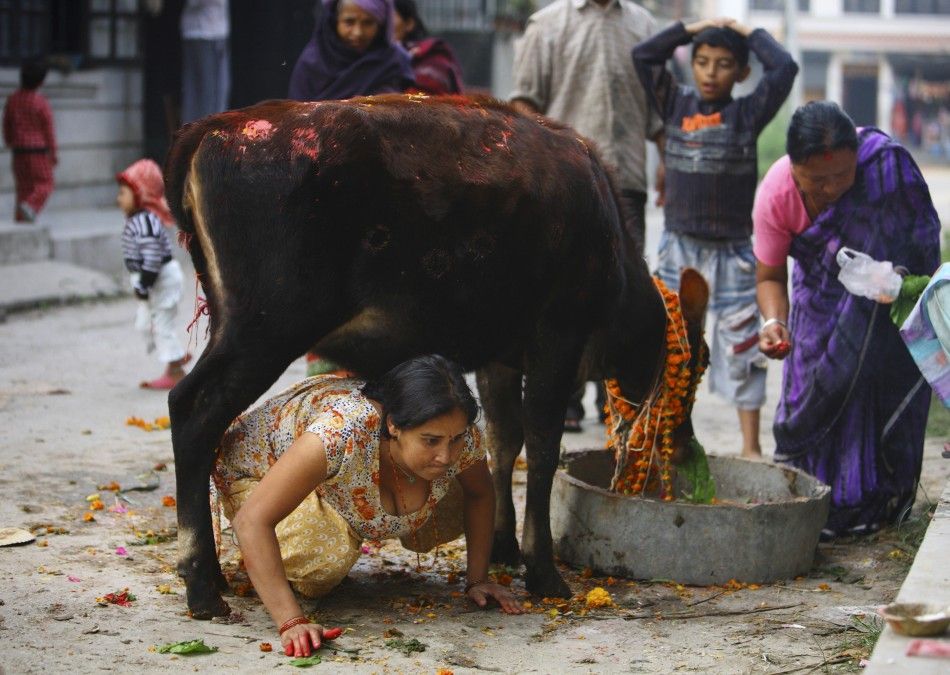 A Hindu devotee crawls under a cow during a religious ceremony in Kathmandu October 26, 2011.