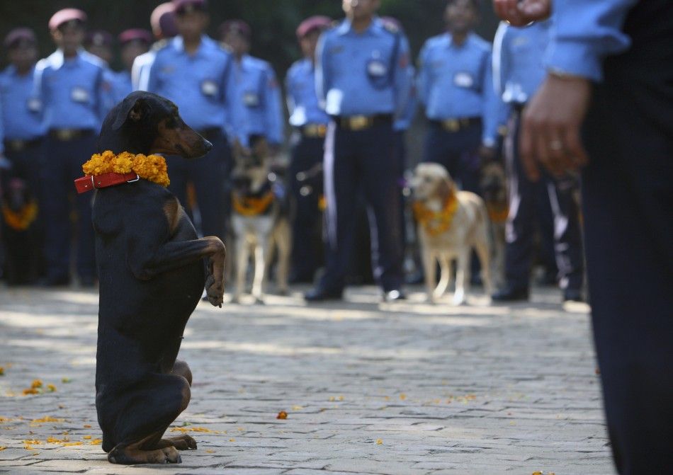A police dog stands up at the command of its officer during the dog festival as part of celebrations of Tihar at Nepal Police Academy in Kathmandu October 25, 2011.
