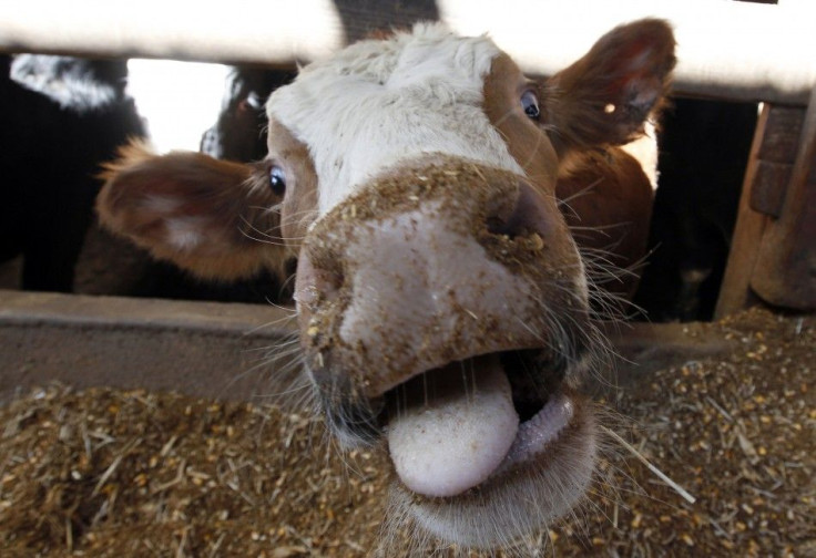 A Hereford cow at a barn in Illinois