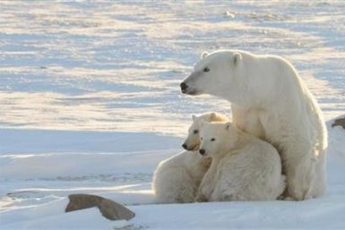 Polar bear threatens beaver as Canada national symbol