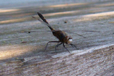 Fish Scare Dragonflies to Death
