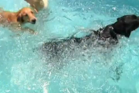 A picture from a Dog Swimming Pool Meant Exclusively for Dogs