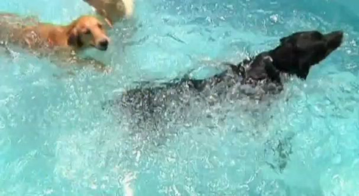 A picture from a Dog Swimming Pool Meant Exclusively for Dogs