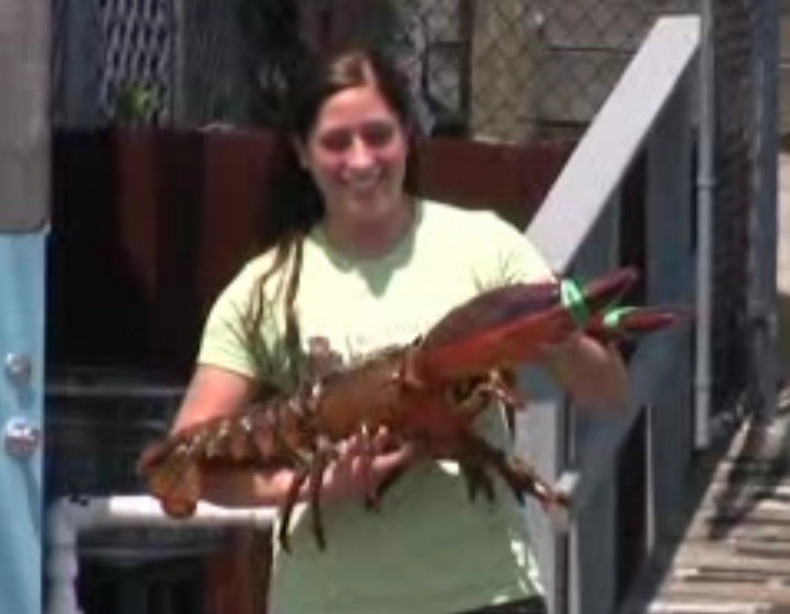&quot;Lucky Larry&quot; the 80-year-old lobster