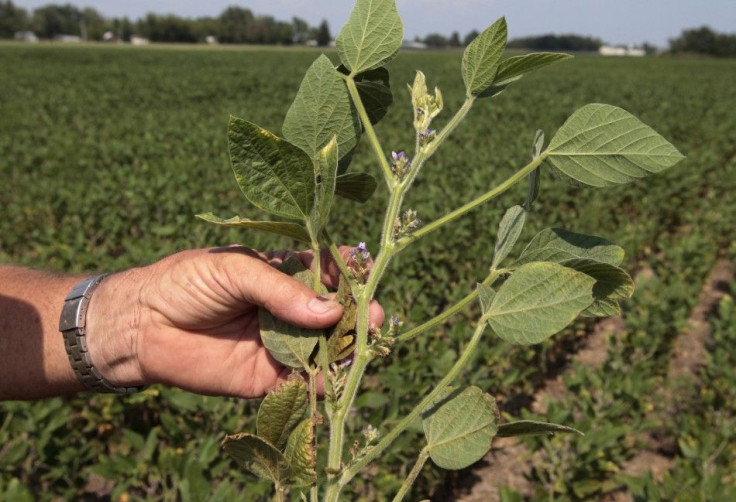 Soybean plant