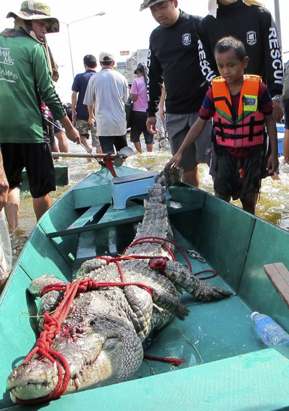 Hundreds of Crocodiles on the Loose in Bangkoks Suburbs PHOTOS