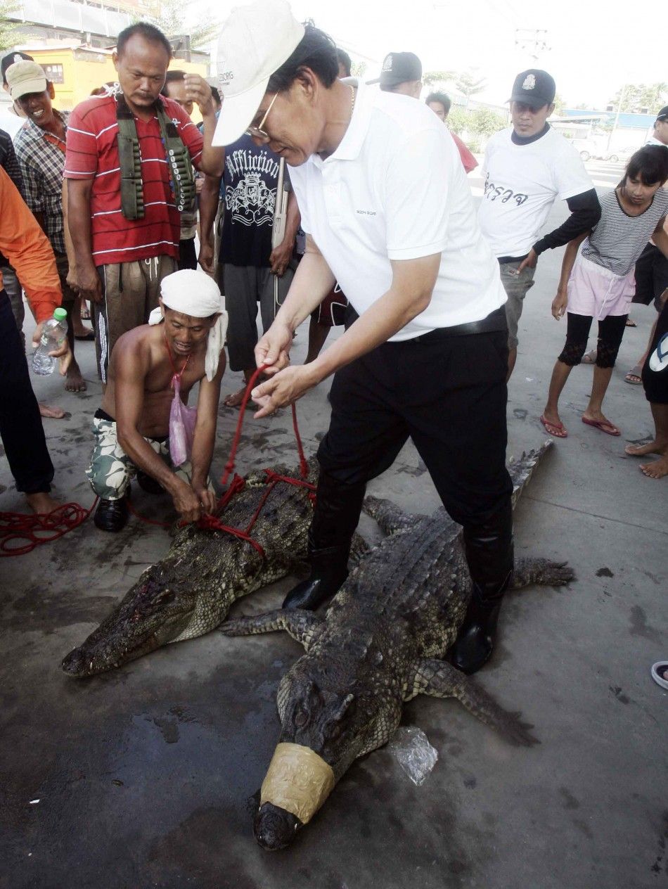 Hundreds of Crocodiles on the Loose in Bangkoks Suburbs PHOTOS