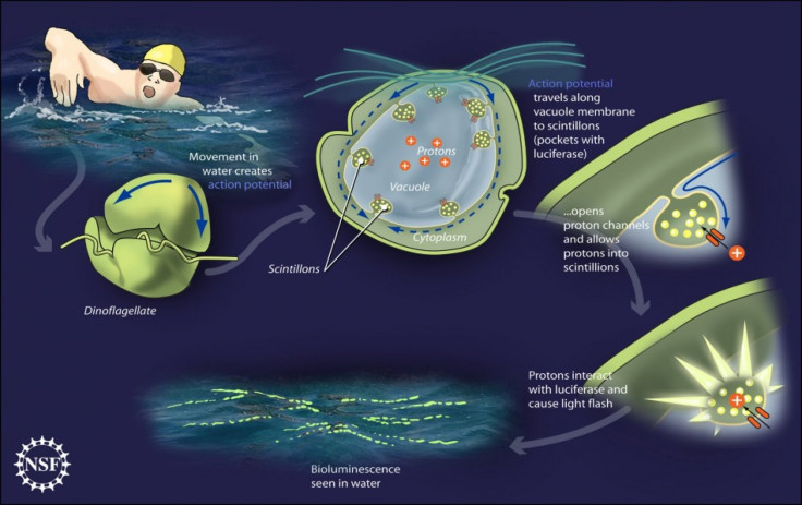 A diagram outlining the theory of the mechanism behind dinoflagellate bioluminescence