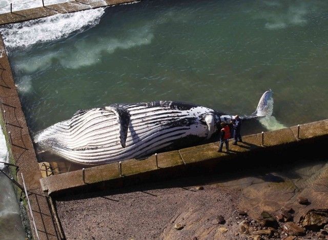 Dead Humpback Whale 
