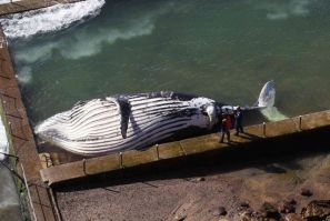 Dead Humpback Whale 