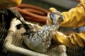A Northern Gannet seabird affected by the BP oil spill in the Gulf of Mexico