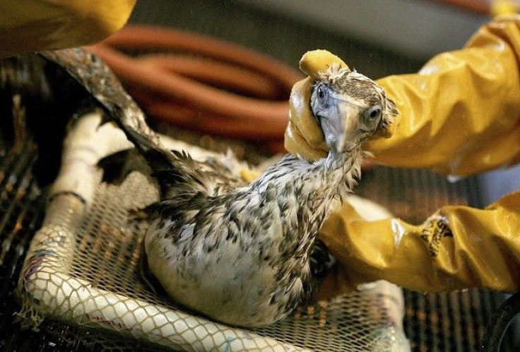 A Northern Gannet seabird affected by the BP oil spill in the Gulf of Mexico
