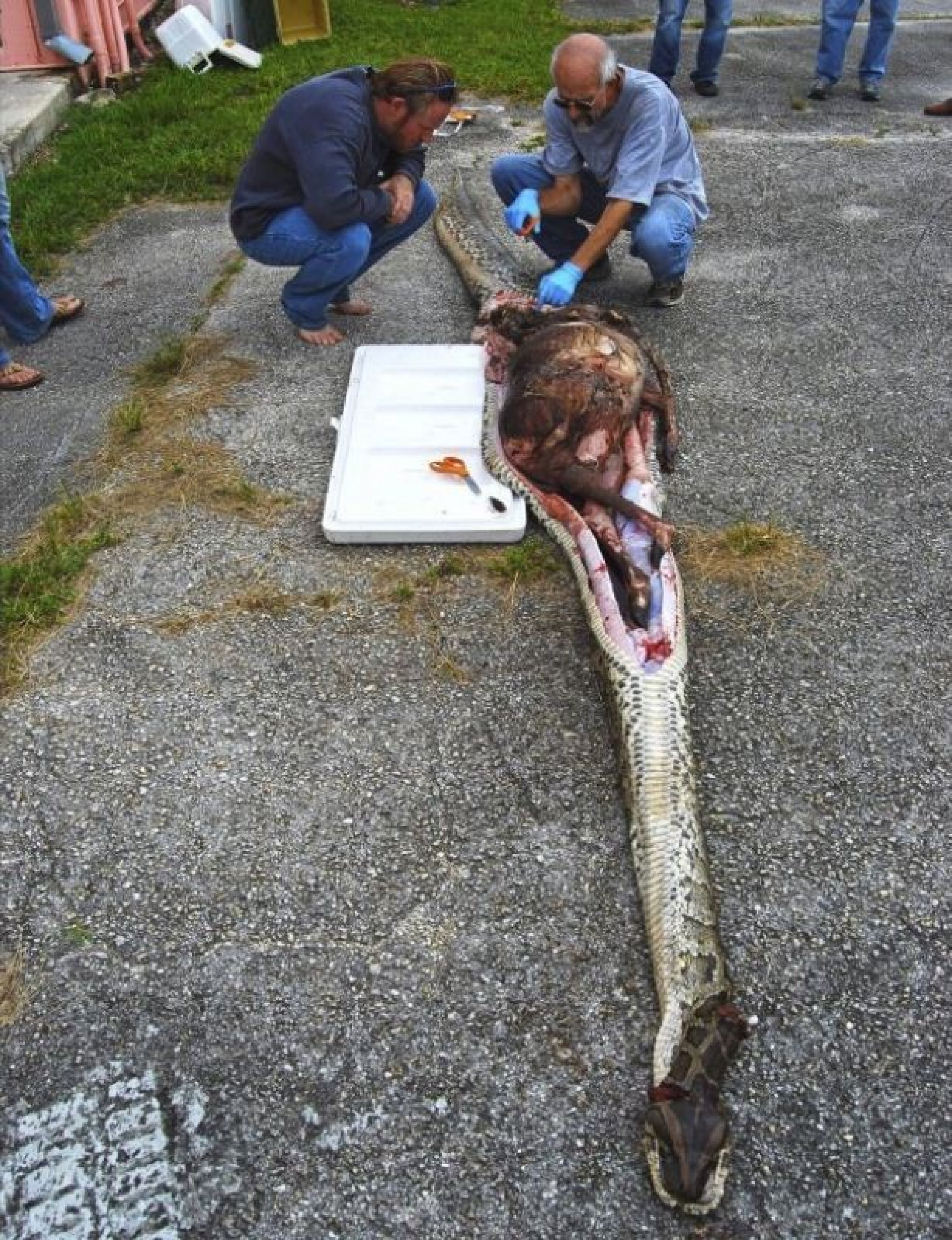The reptile that had recently consumed a 76-pound adult female deer was one of the largest ever found in South Florida.