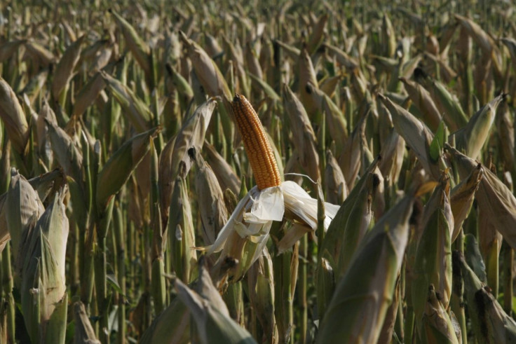 harvest