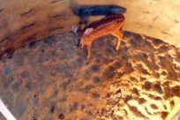 Baby Deer In Manhole Rescued After 20-Foot Fall