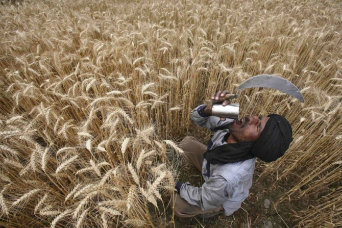 India Wheat Production