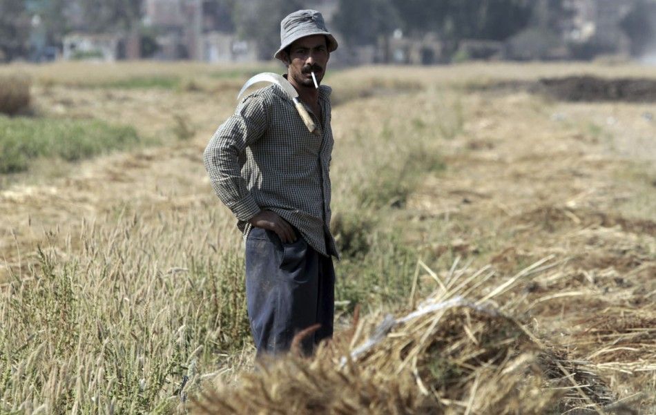 Egyptian Wheat Farmer