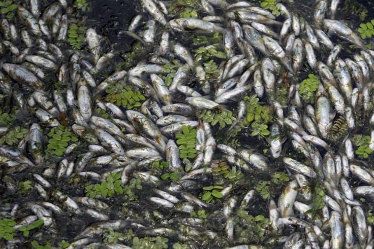 Thousands of fish have been found dead