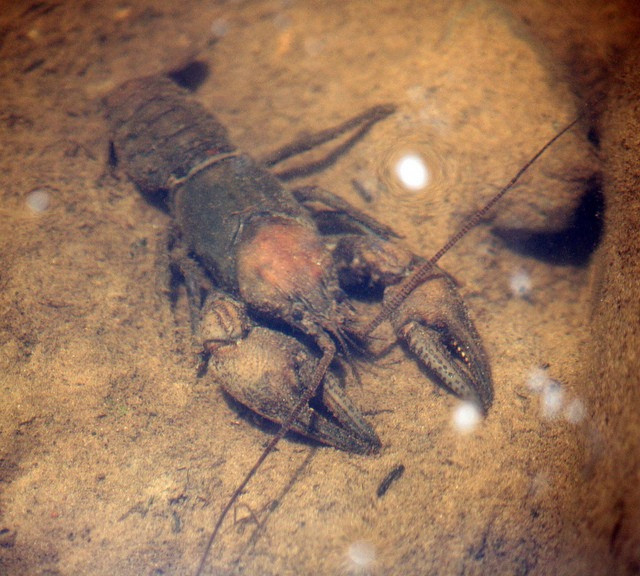 crayfish