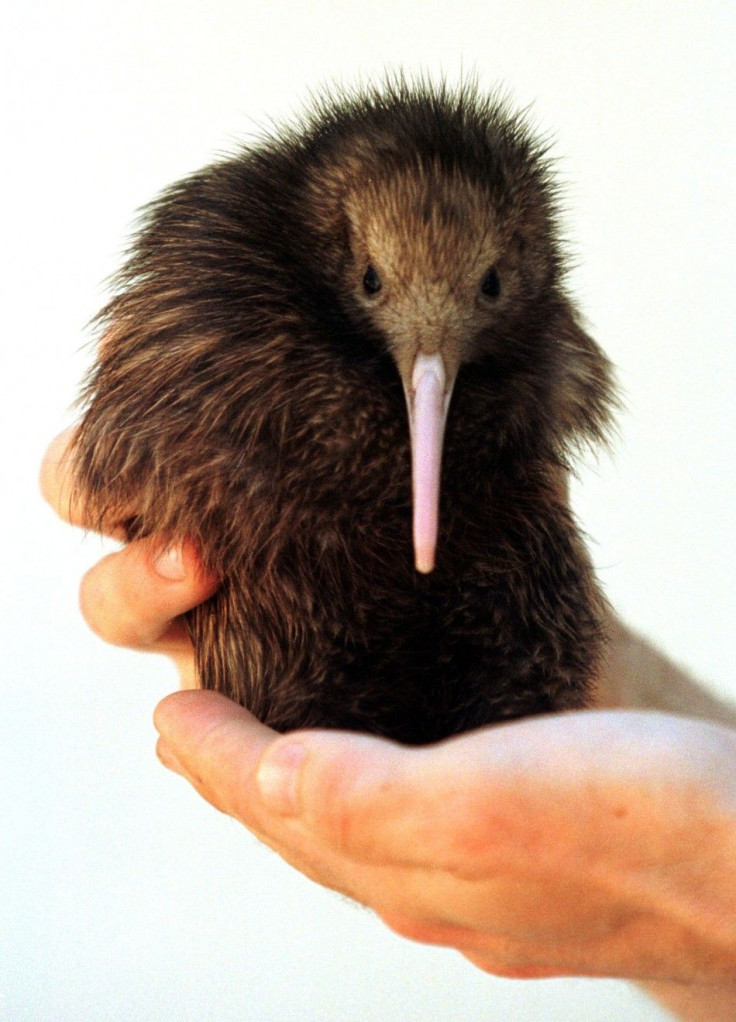 A North Island Brown Kiwi.