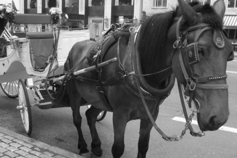Central Park Carriage Horse