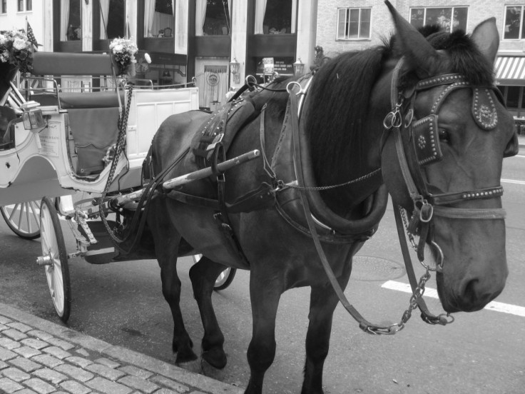 Central Park Carriage Horse