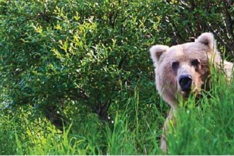 Brown bear in the Kvichak River watershed
