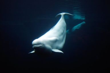 'Baby Beluga' Dies