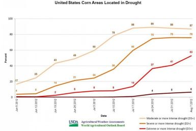 Corn crops under drought conditions