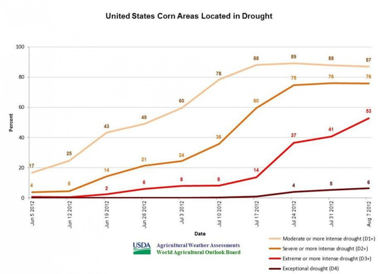 Corn crops under drought conditions