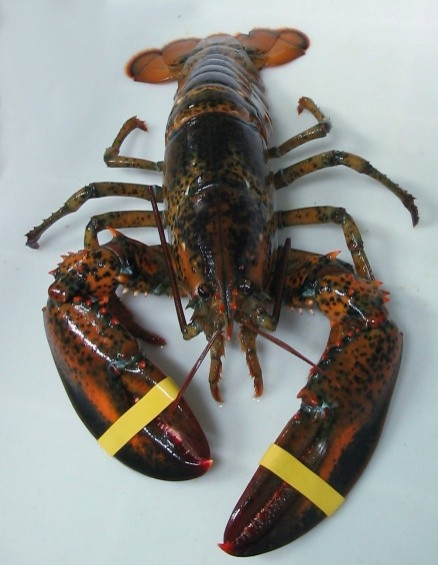 Lobster