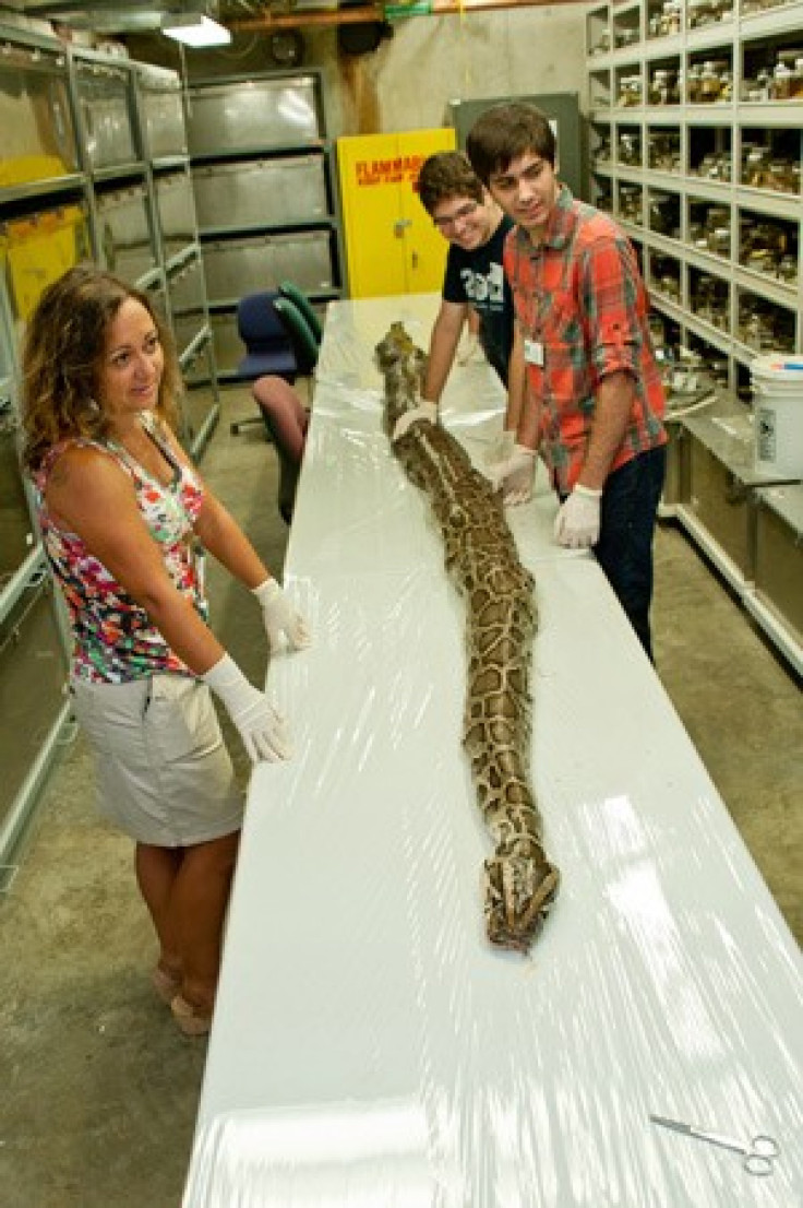 Record Florida Python