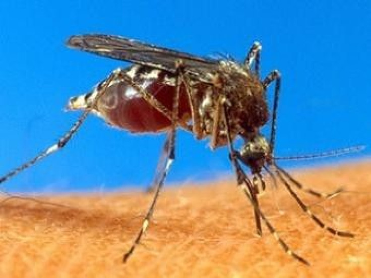 West Nile Virus