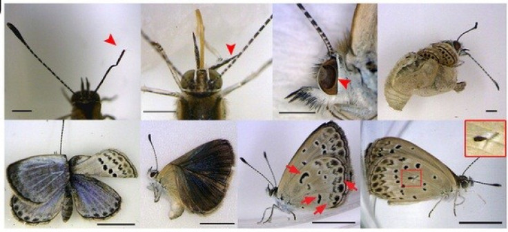 butterfly mutation